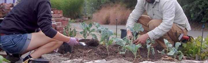 Vizija novog društva – yardfarming
